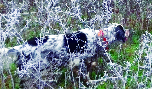 La section chasse, animée actuellement par Jean Pierre JOLY, vous propose, muni de votre permis, de pratiquer votre activité préférée, dans une petite chasse de 164 hectares, située à Saulgé proche de Montmorillon.